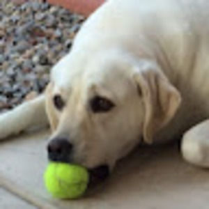 Meet your Posher, Alison